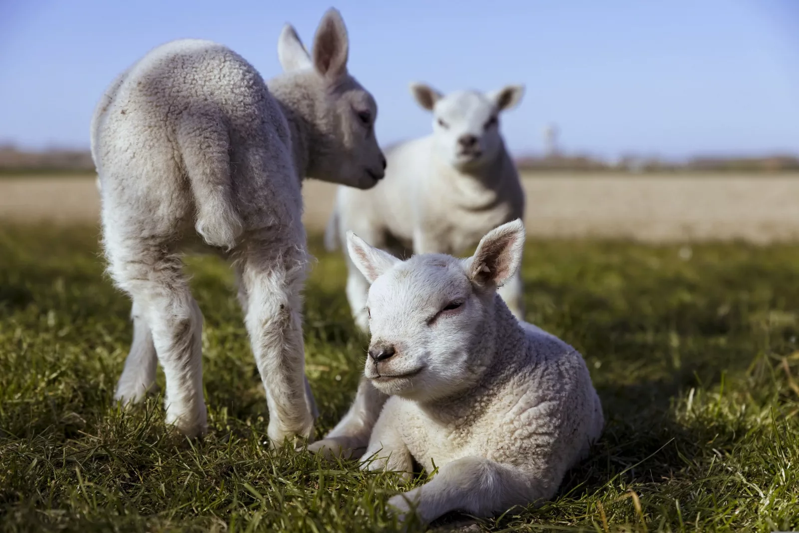 La Ferme du Célas
