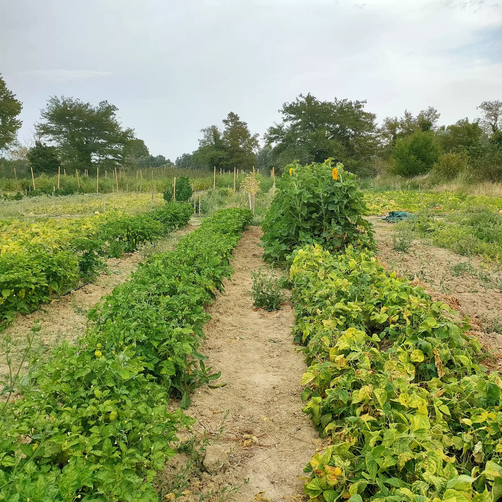 Photo de La Ferme ça pousse