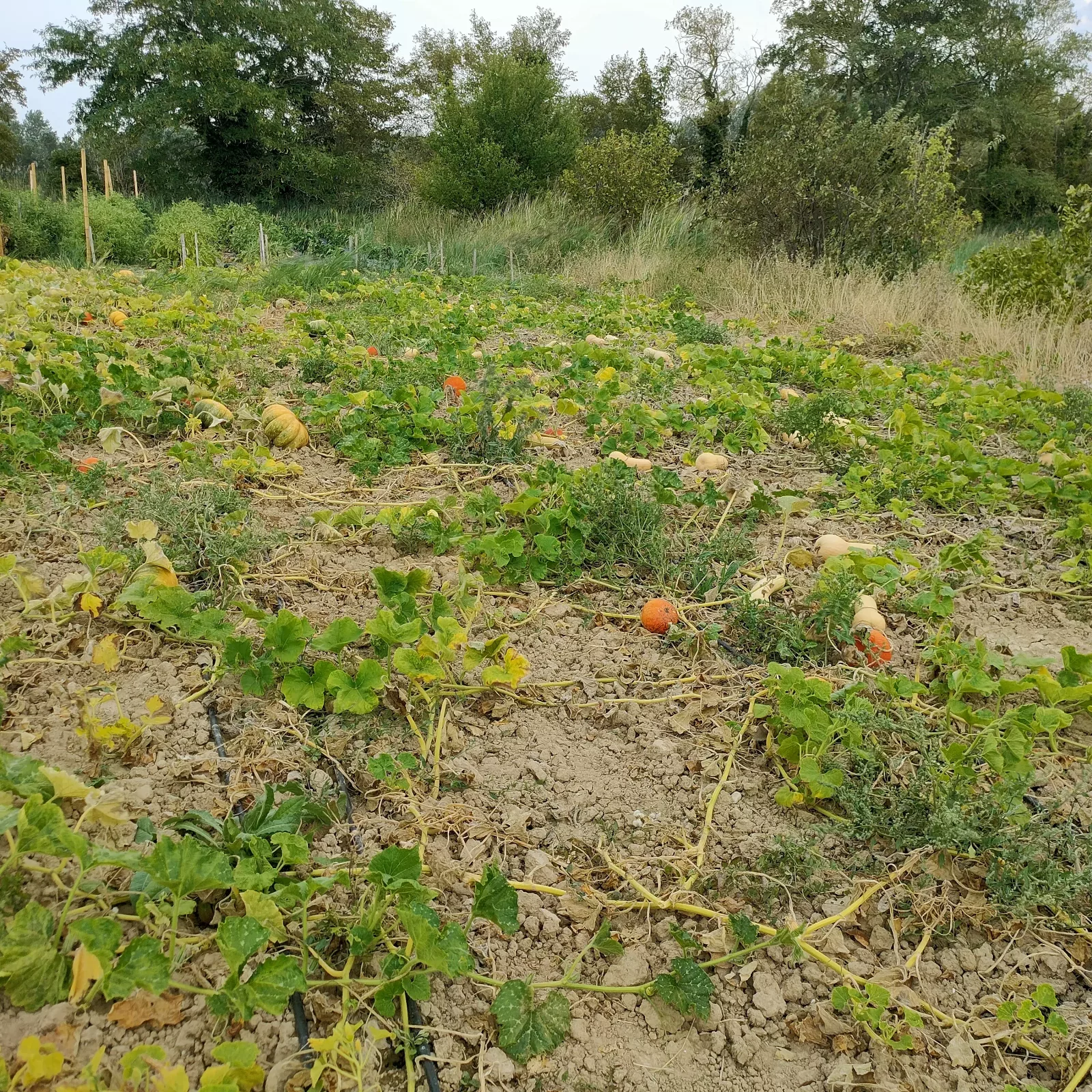 Photo de La Ferme ça pousse
