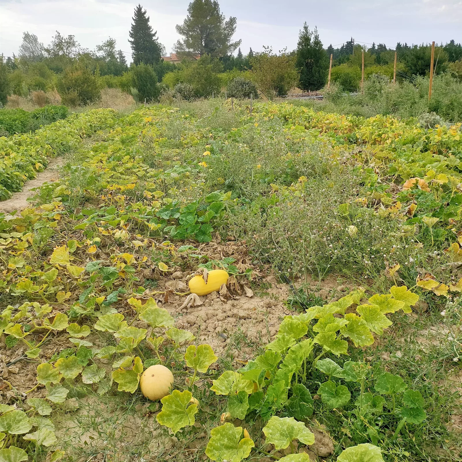Photo de La Ferme ça pousse