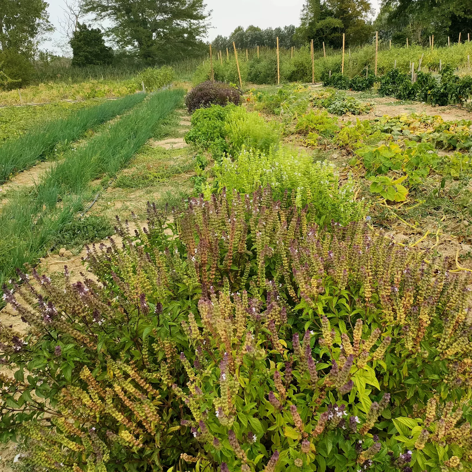 Photo de La Ferme ça pousse