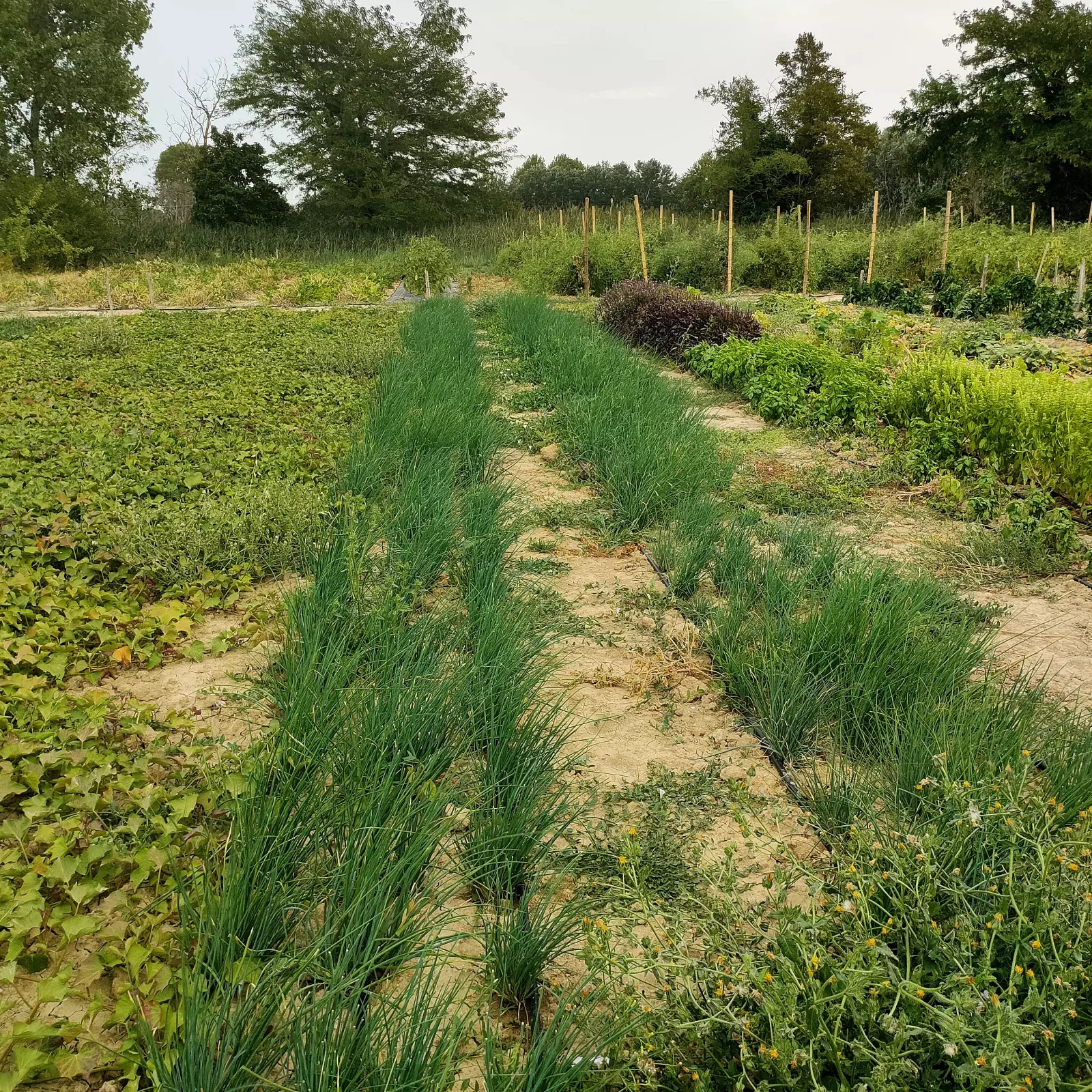 Photo de La Ferme ça pousse
