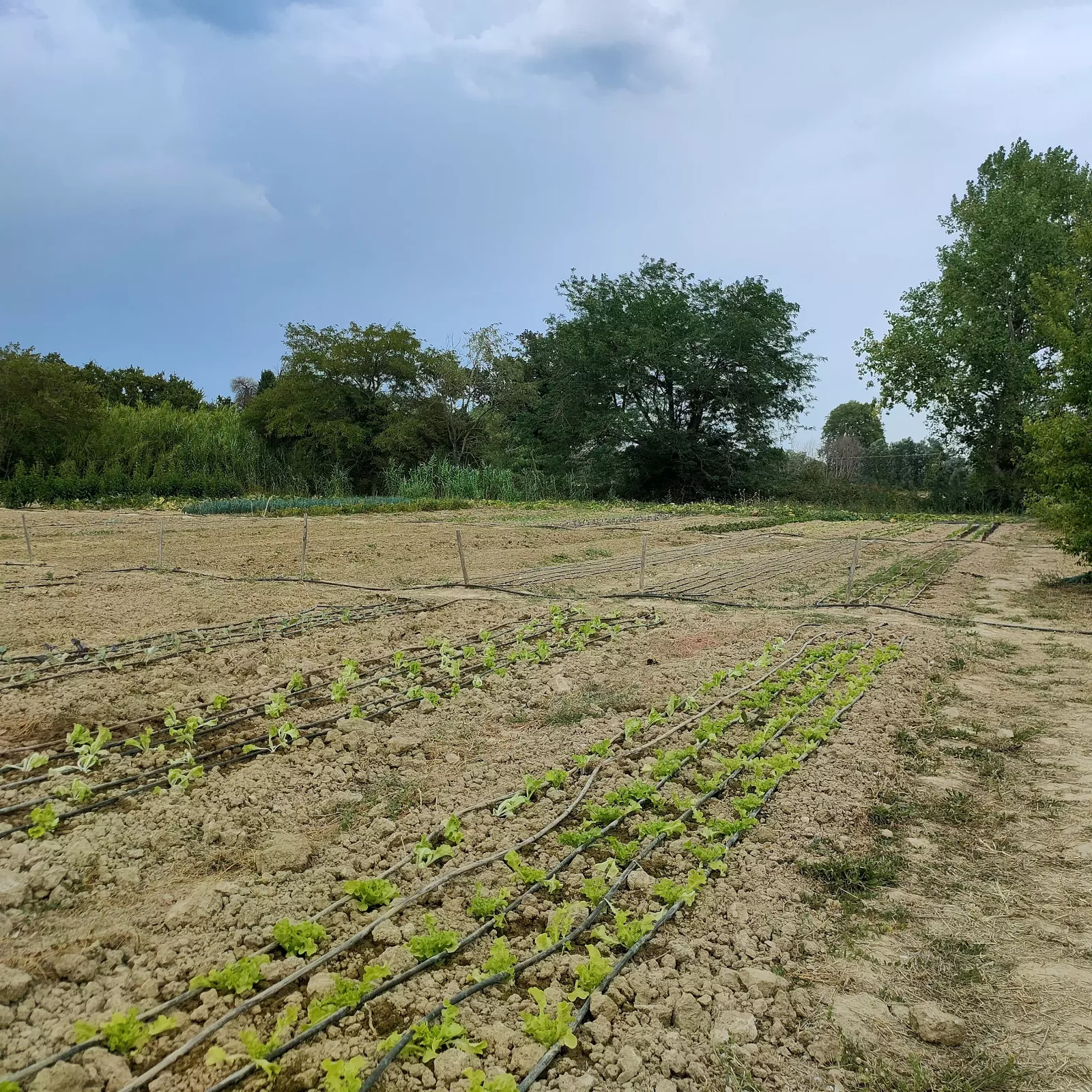 Photo de La Ferme ça pousse