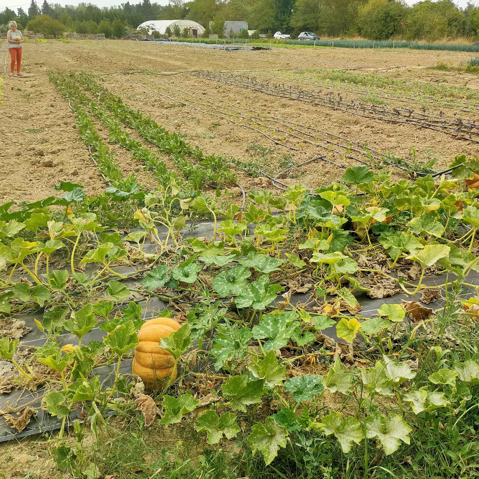 Photo de La Ferme ça pousse
