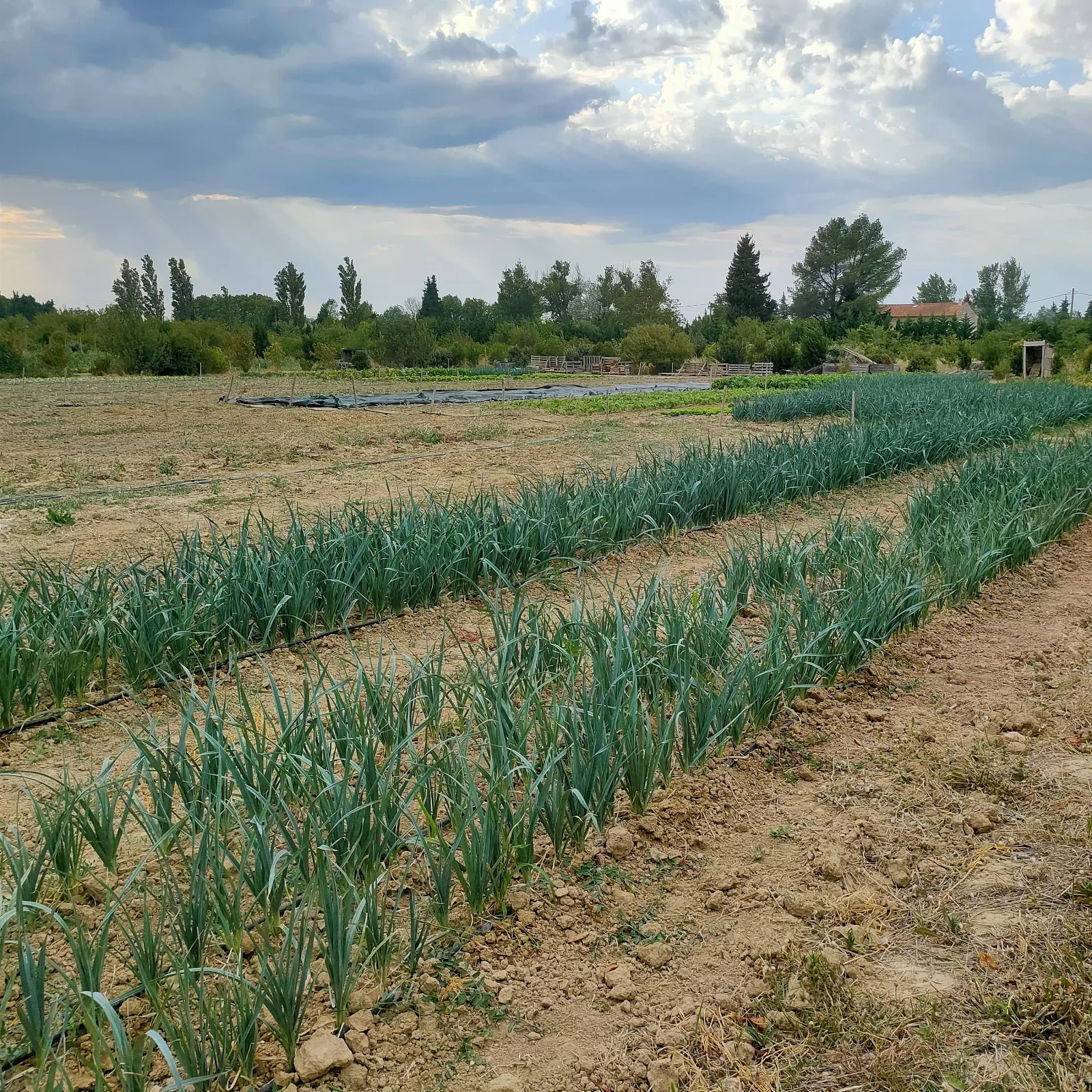 Photo de La Ferme ça pousse