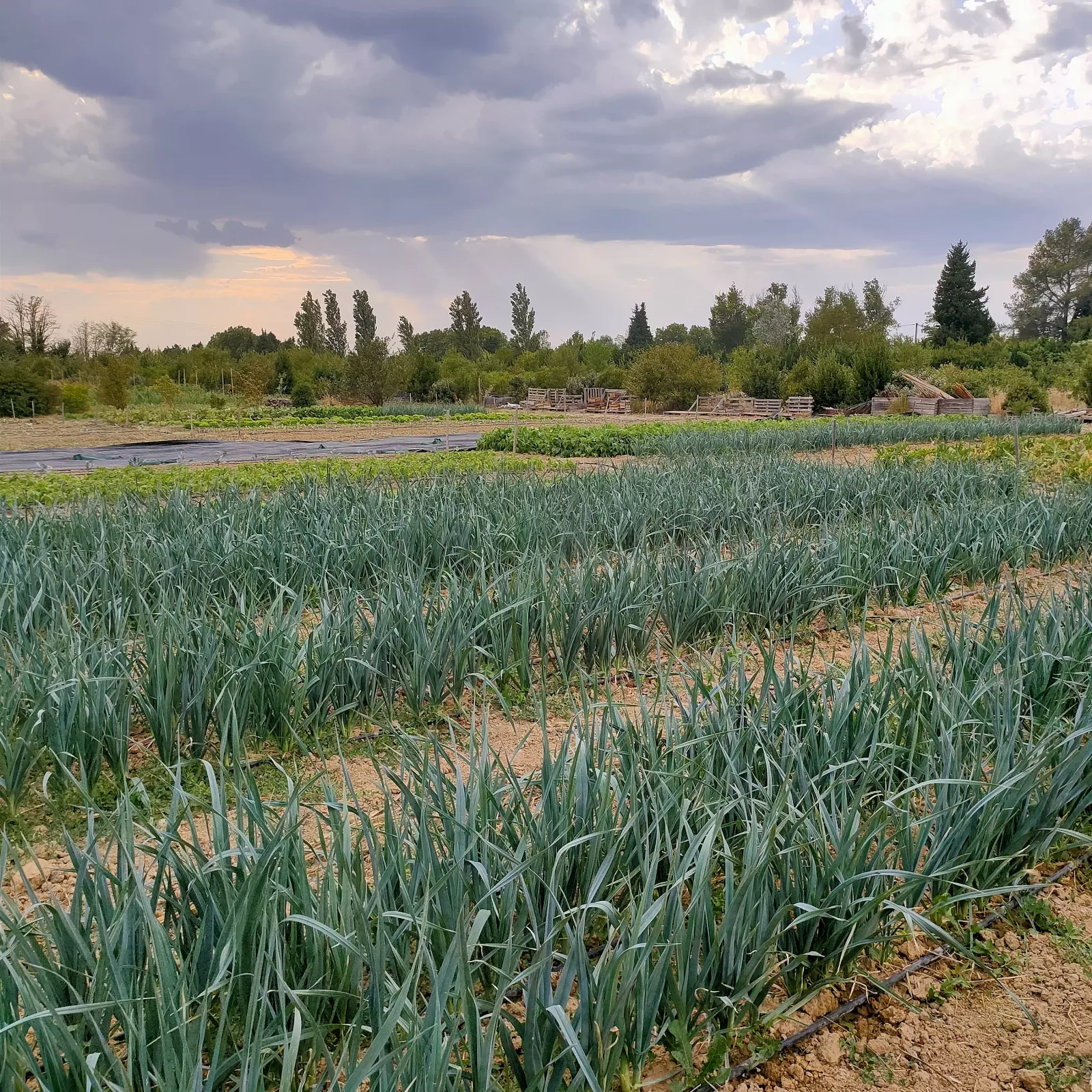Photo de La Ferme ça pousse