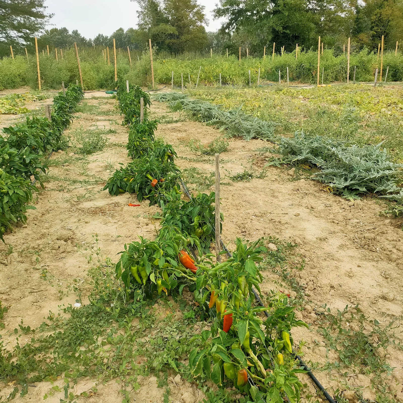 Photo de La Ferme ça pousse