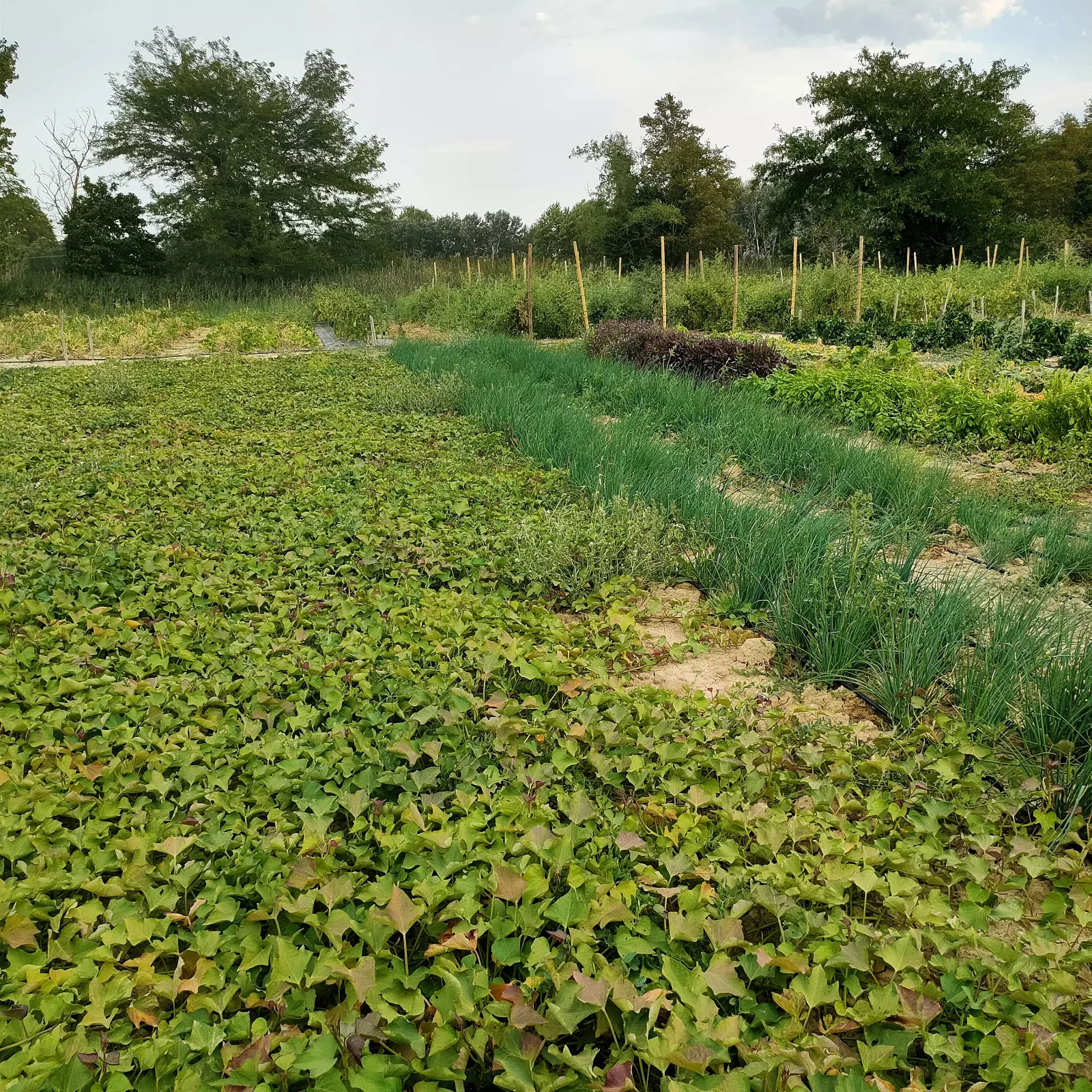 Photo de La Ferme ça pousse
