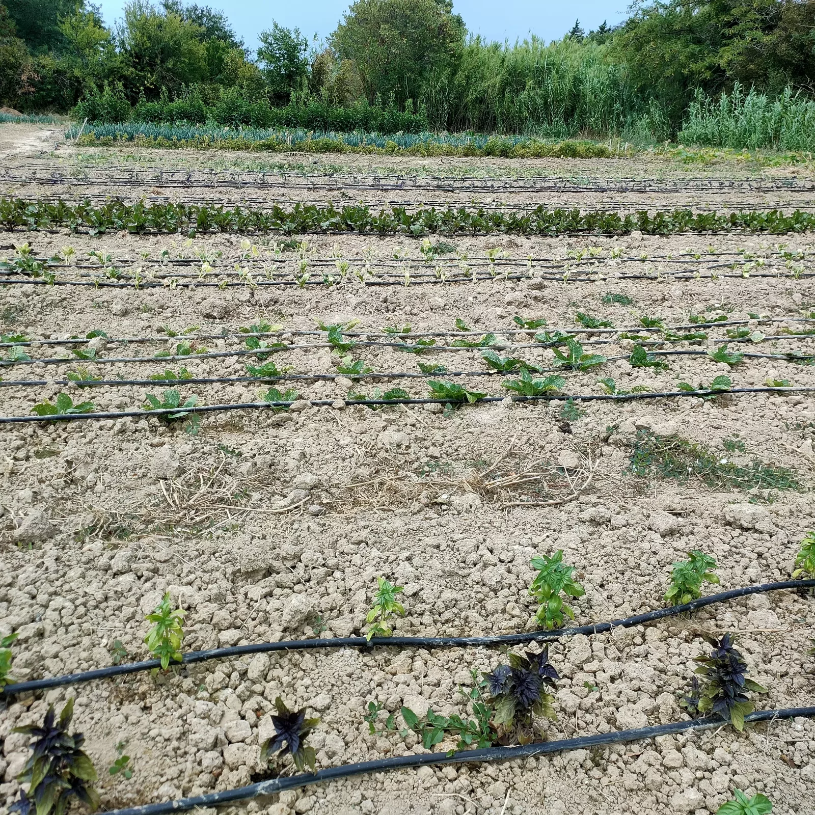 Photo de La Ferme ça pousse