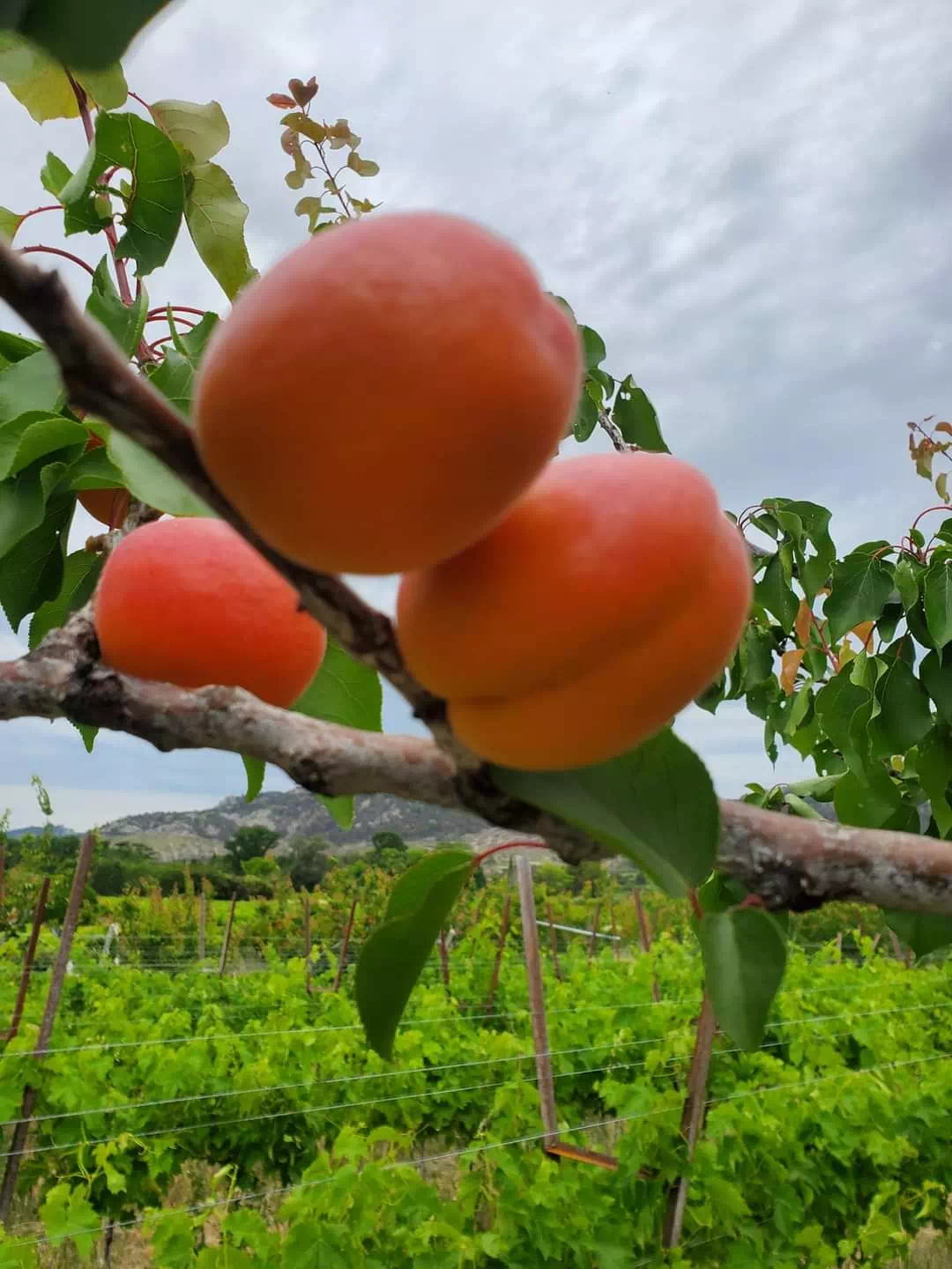 Photo de Le Mas de Gouredon