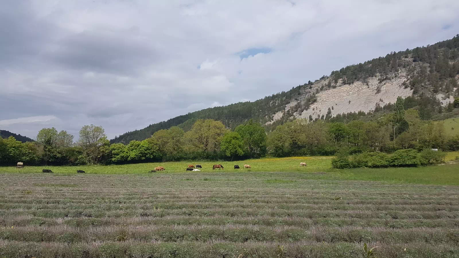 Photo de Ferme Chantaour (Micol)