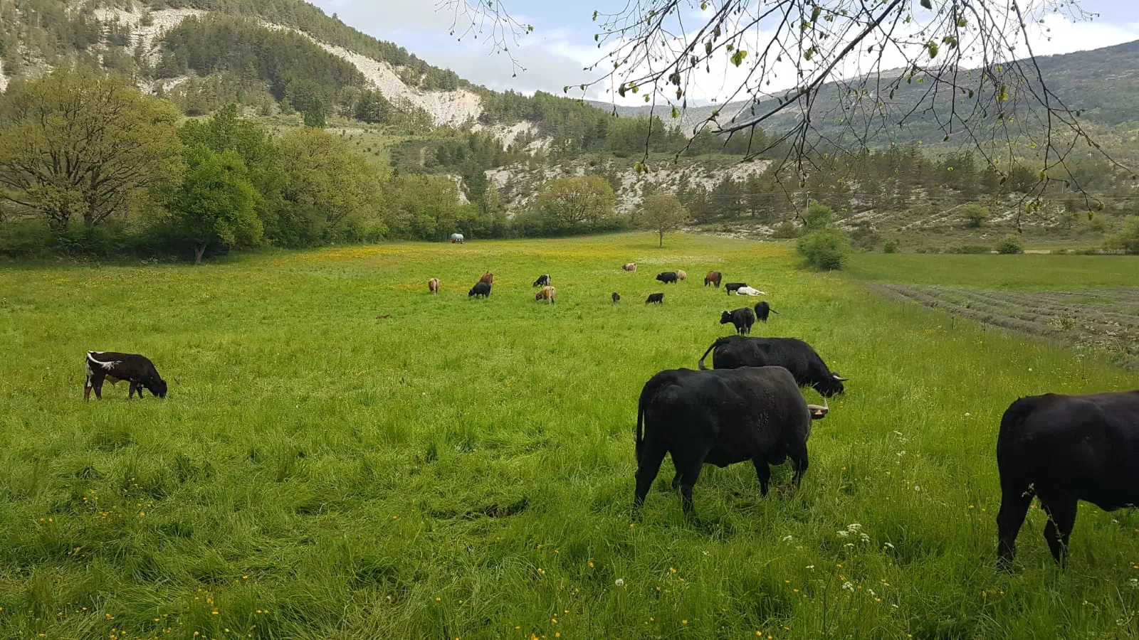 Photo de Ferme Chantaour (Micol)