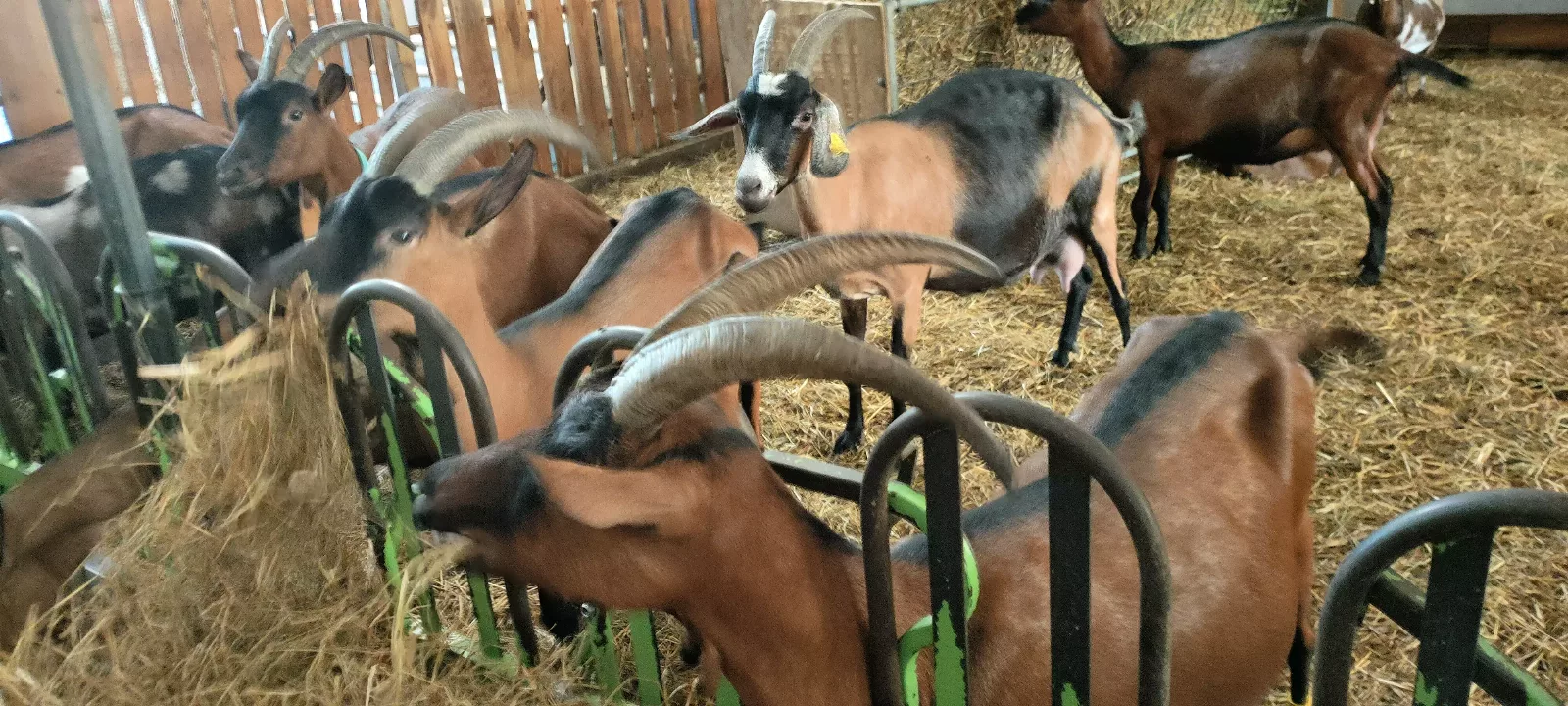 Photo de La Chèvre d'Or