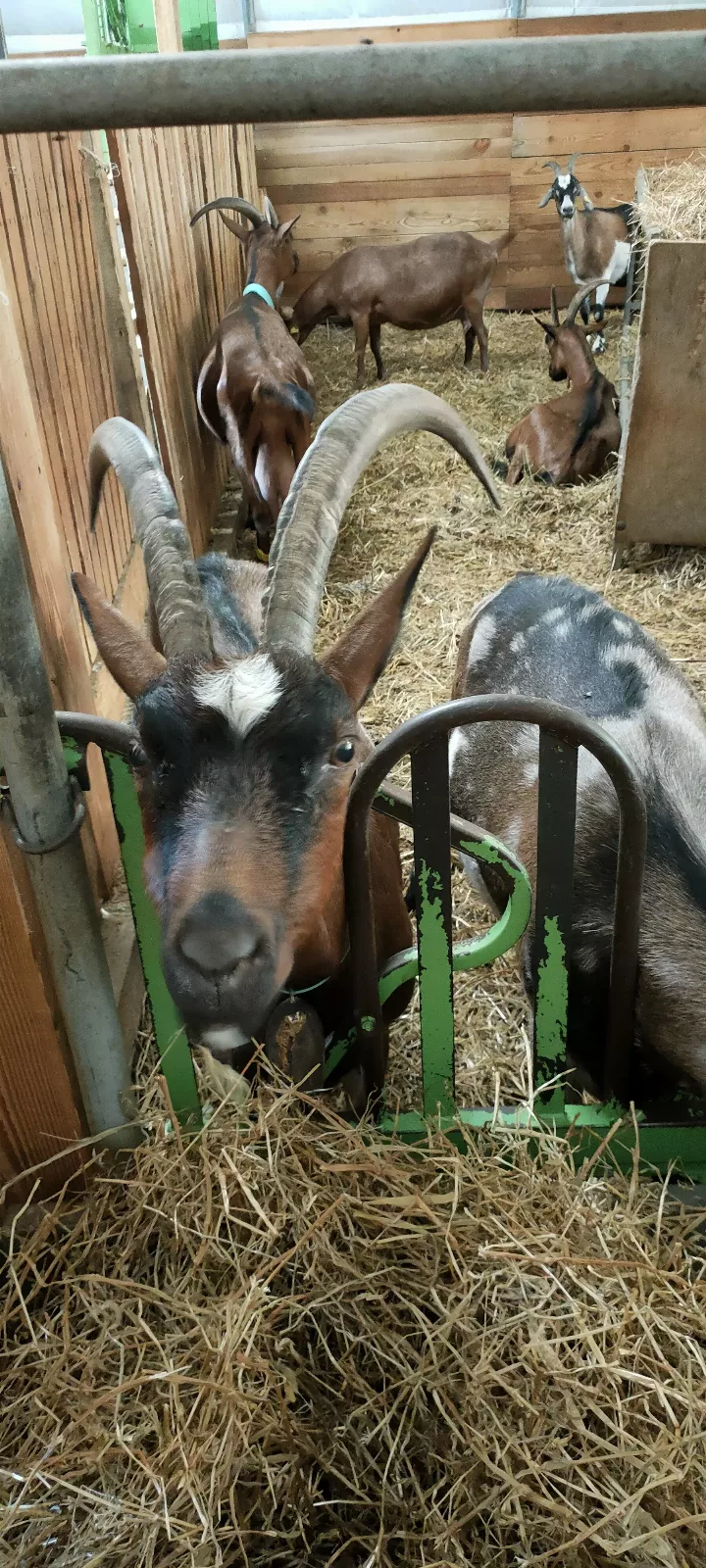 Photo de La Chèvre d'Or