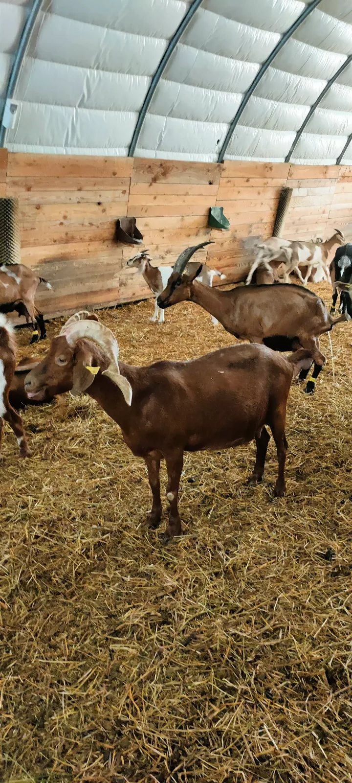 Photo de La Chèvre d'Or