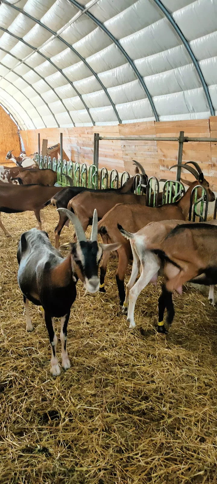 Photo de La Chèvre d'Or