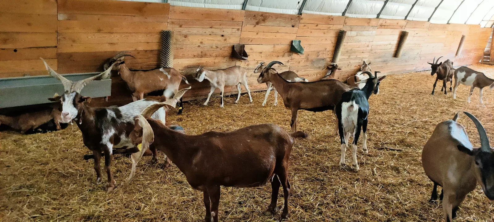 Photo de La Chèvre d'Or