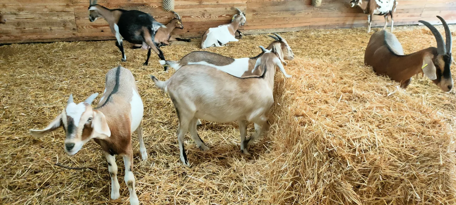 Photo de La Chèvre d'Or
