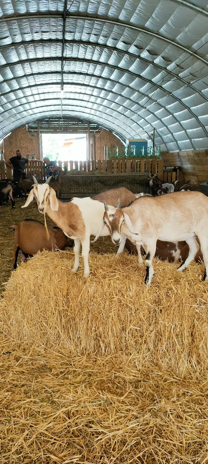 Photo de La Chèvre d'Or