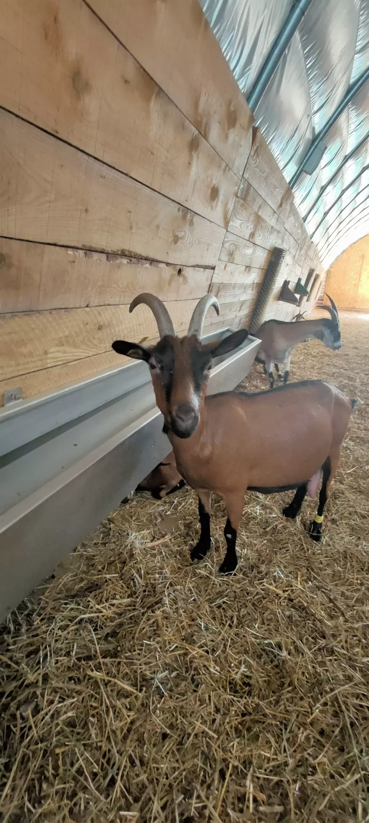 Photo de La Chèvre d'Or