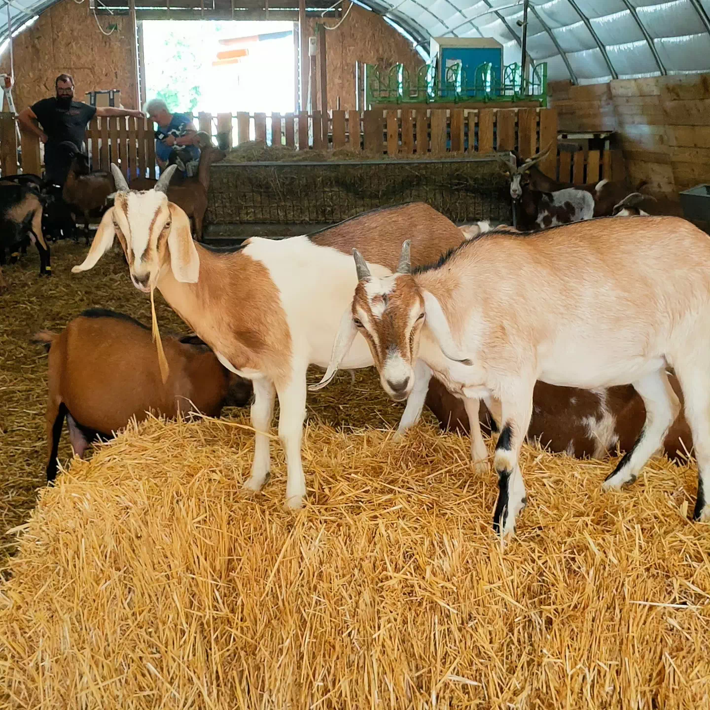Photo de La Chèvre d'Or