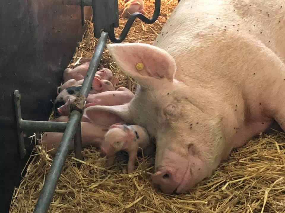 Photo de Ferme du Lauzon